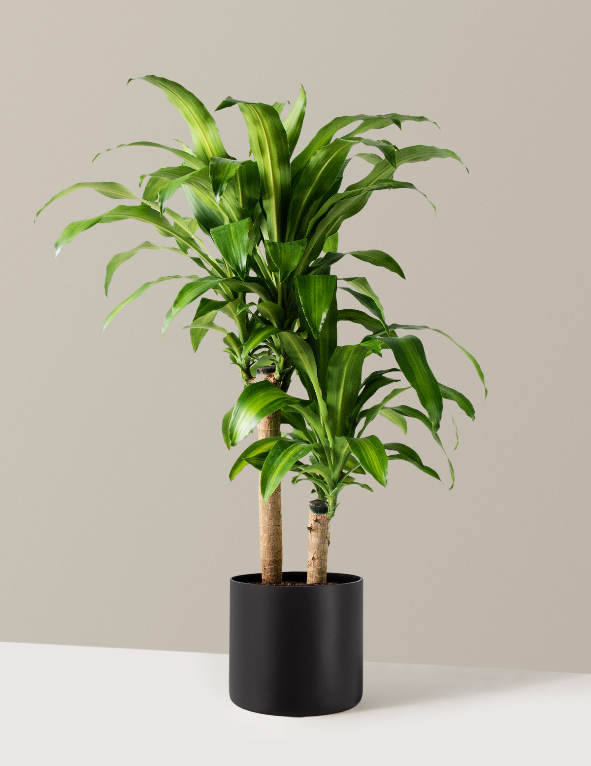 Large Dracaena Mass Cane