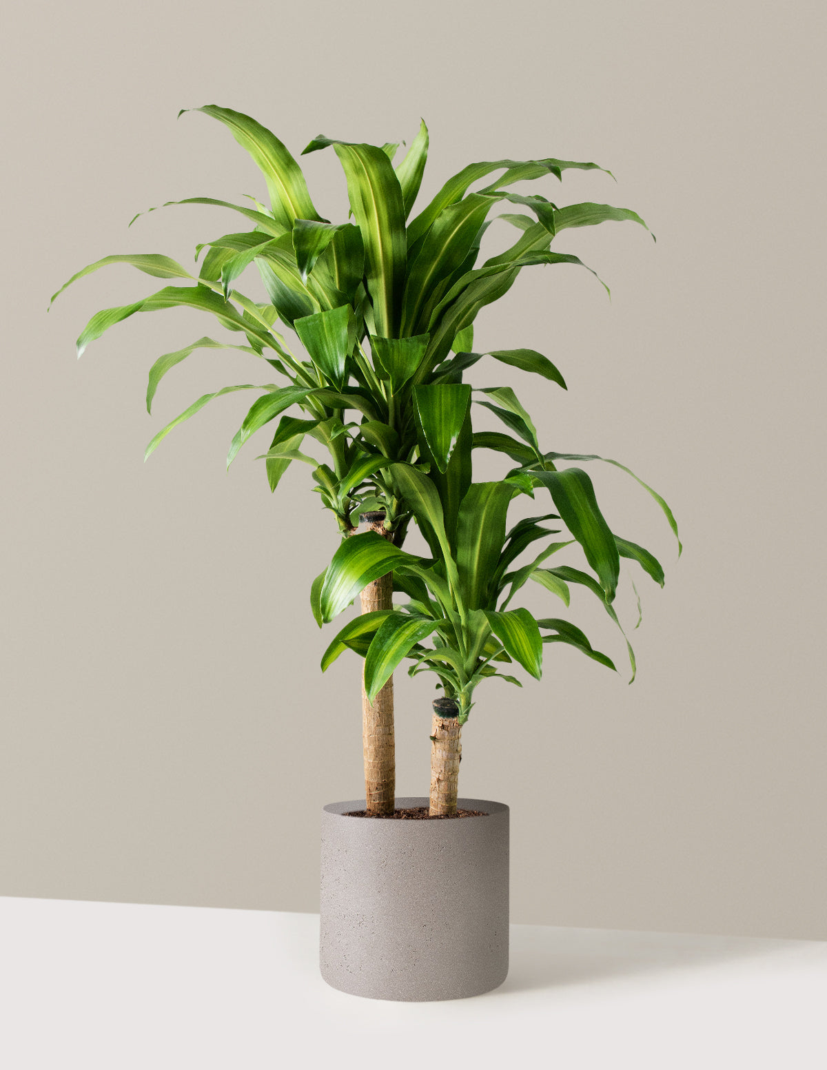 Large Dracaena Mass Cane