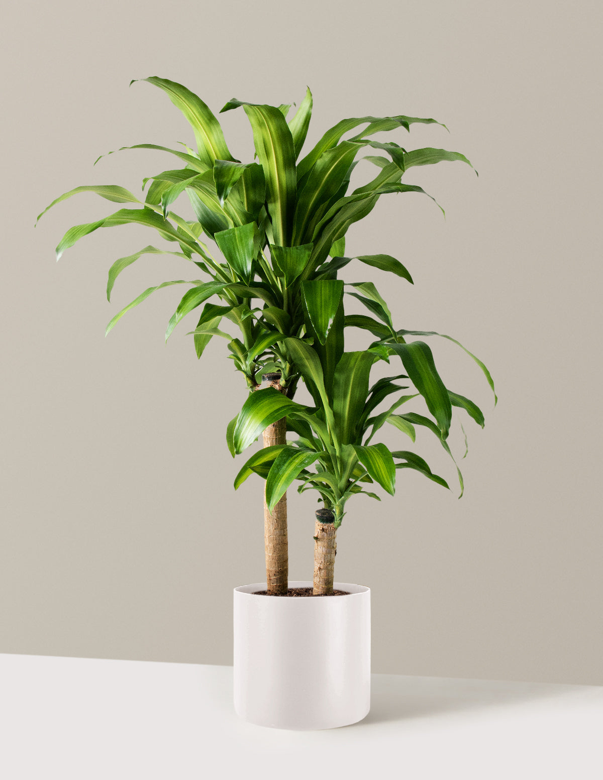 Large Dracaena Mass Cane
