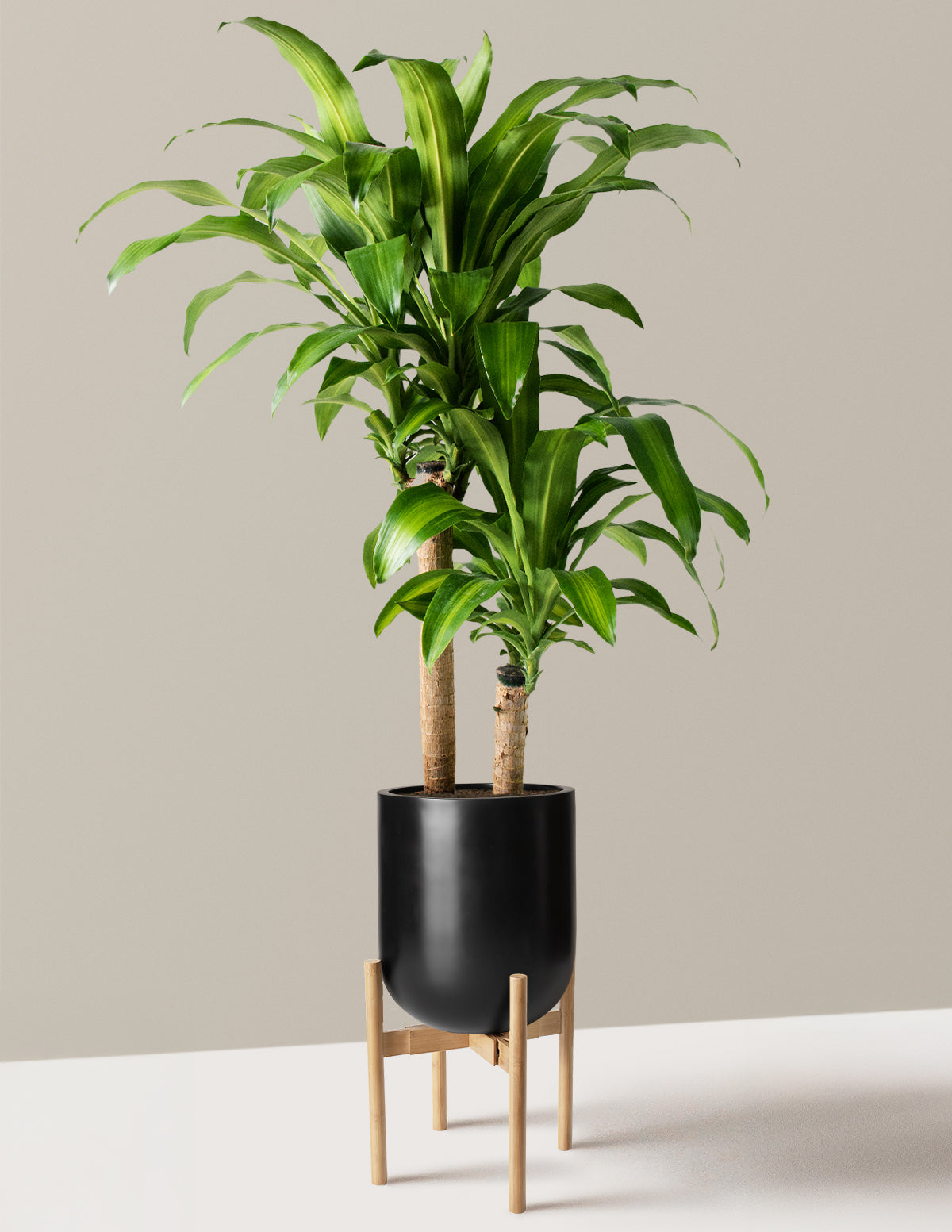 Large Dracaena Mass Cane
