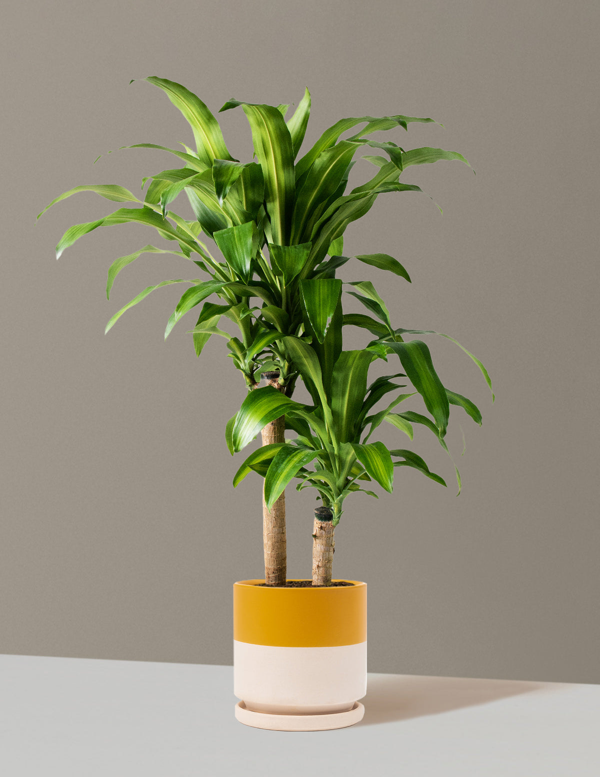 Large Dracaena Mass Cane