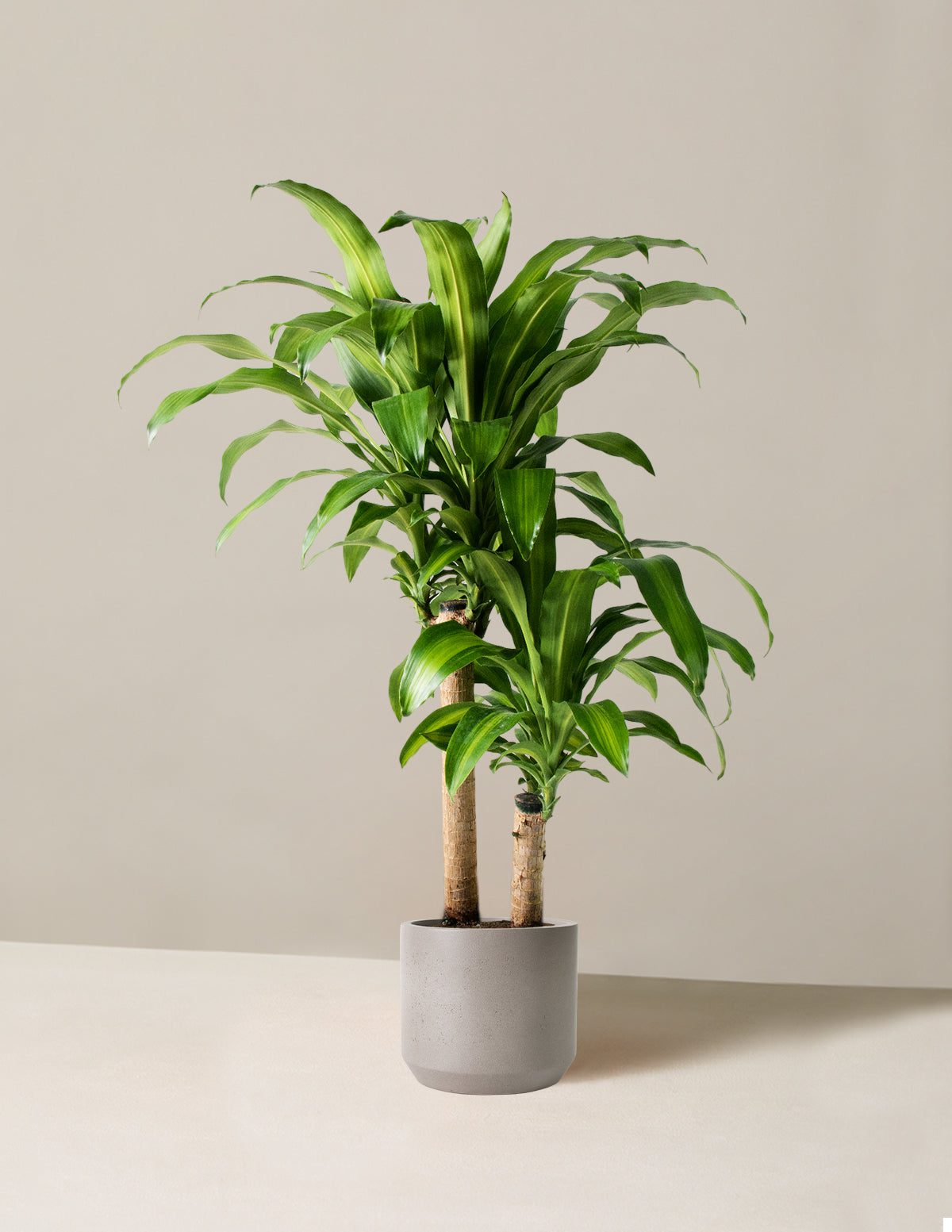 Large Dracaena 'Mass Cane'