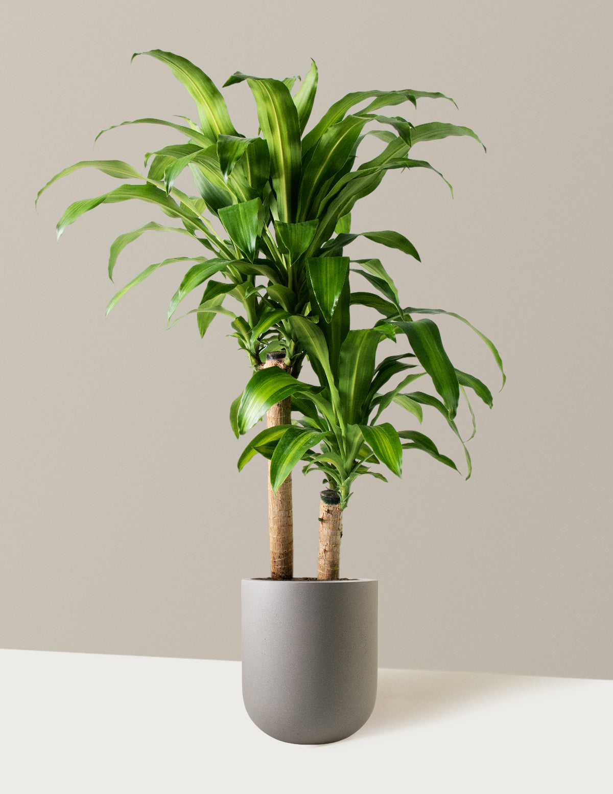 Large Dracaena Mass Cane