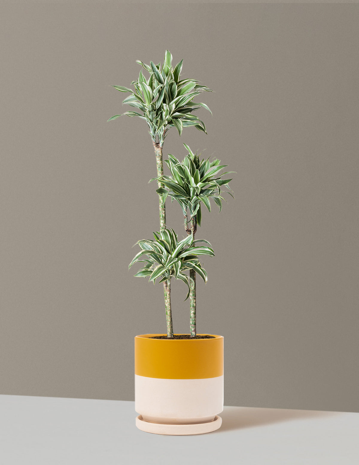 Large Dracaena Warneckii White Jewel