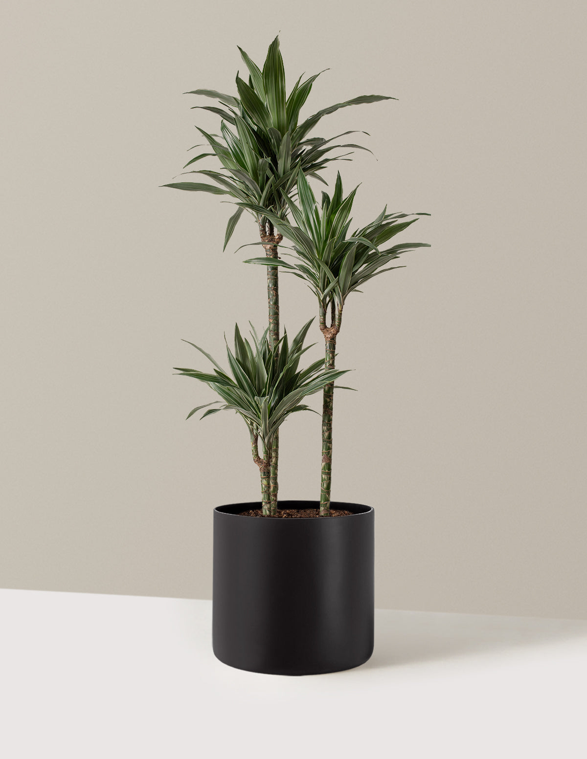 Large Dracaena Warneckii