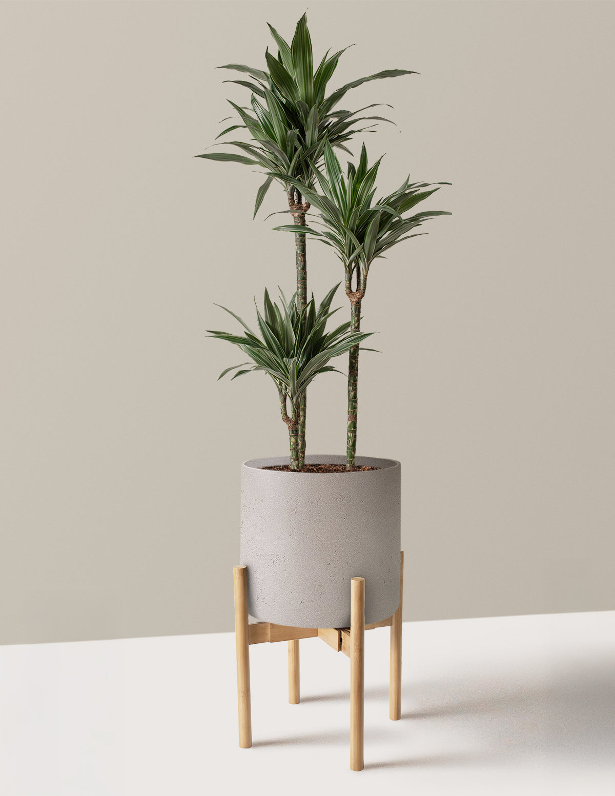 Large Dracaena Warneckii