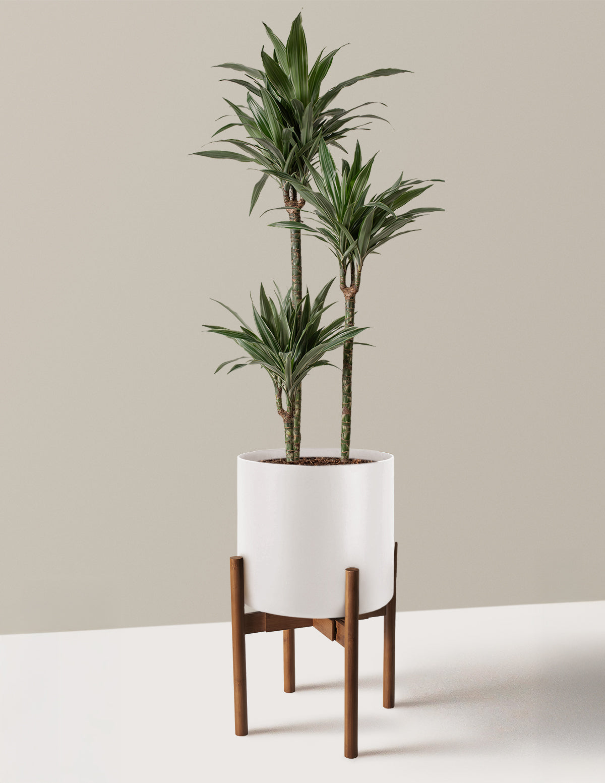 Large Dracaena Warneckii
