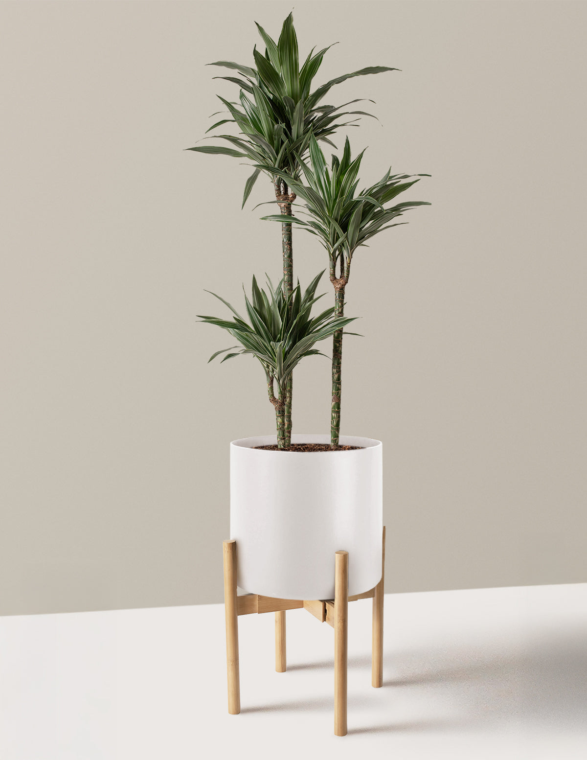 Large Dracaena Warneckii