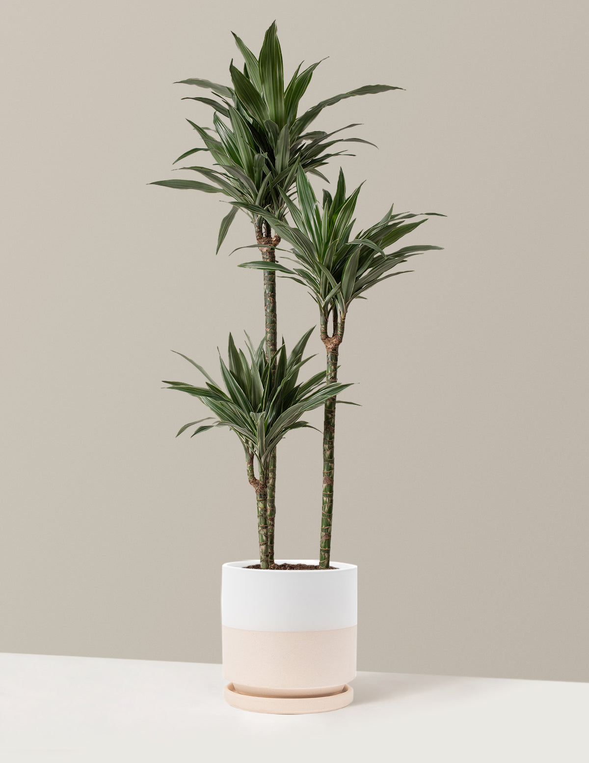 Large Dracaena Warneckii