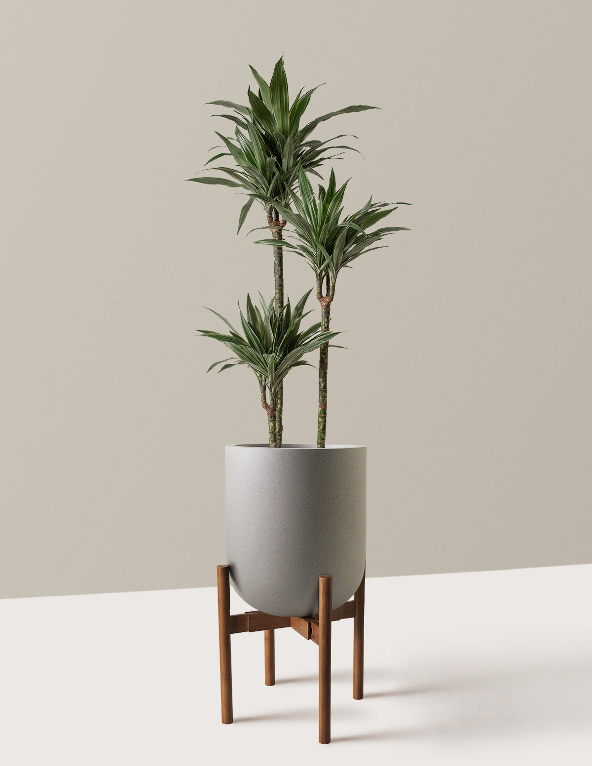 Large Dracaena Warneckii