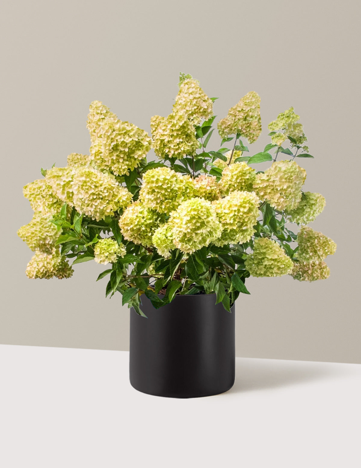 bundle | 3 Gallon | Agnes | Black