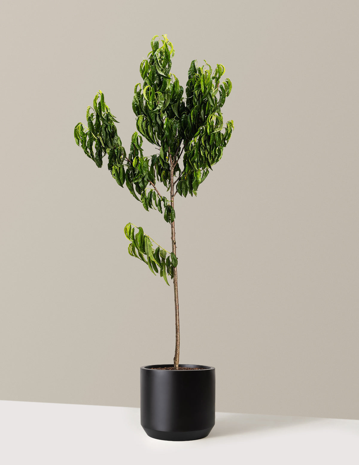Elberta Peach Tree