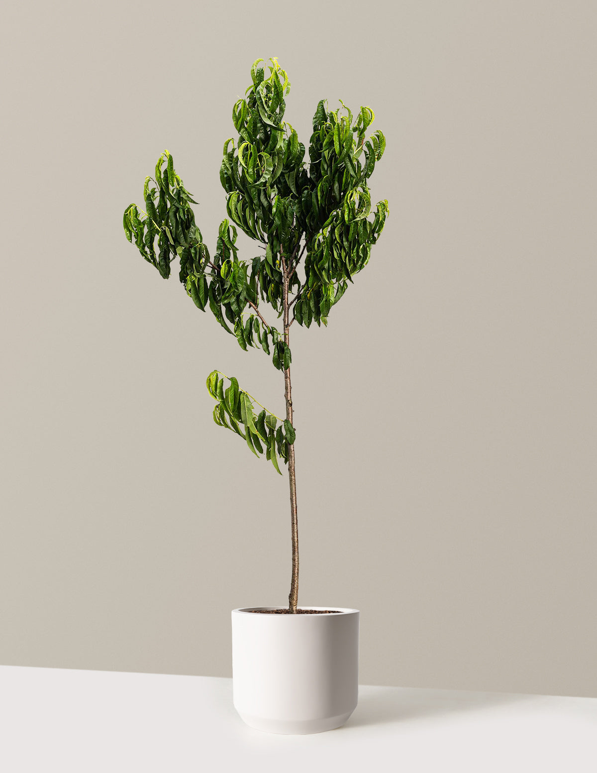 Elberta Peach Tree