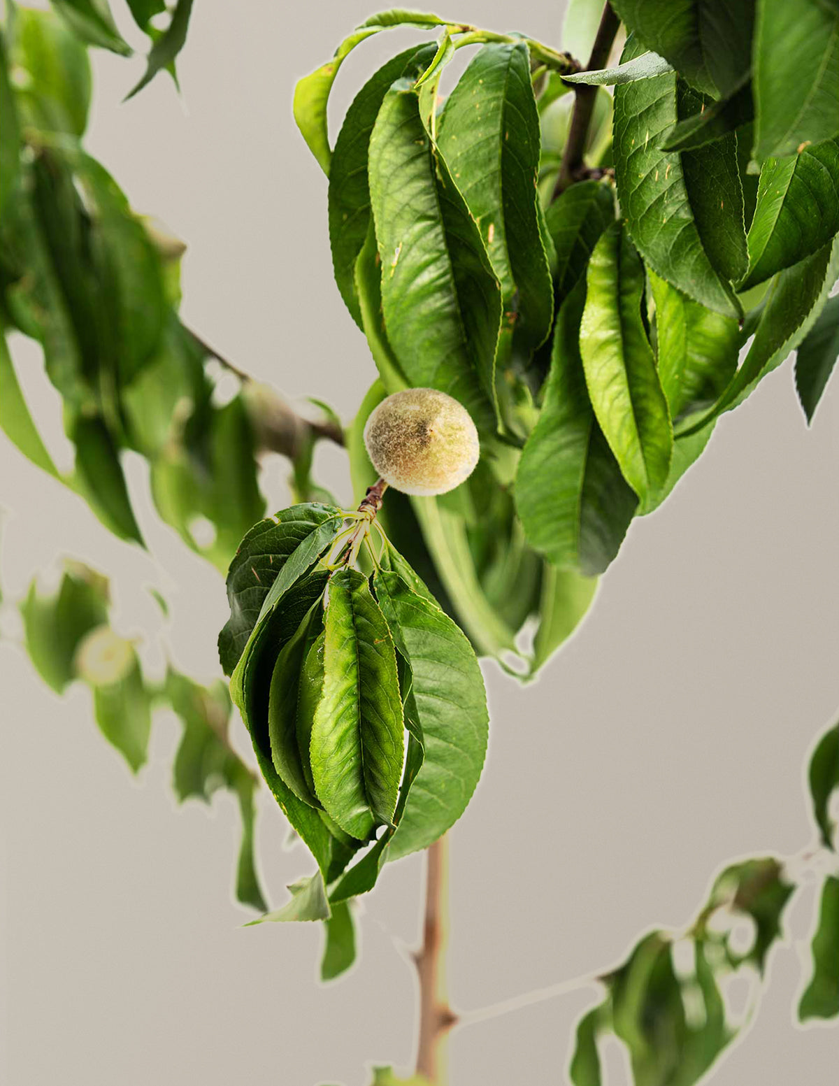 Elberta Peach Tree