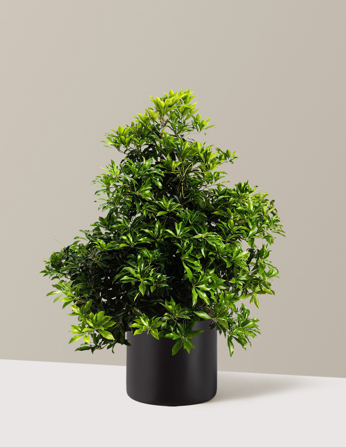 Enchanted Forest® River Run™ Pieris