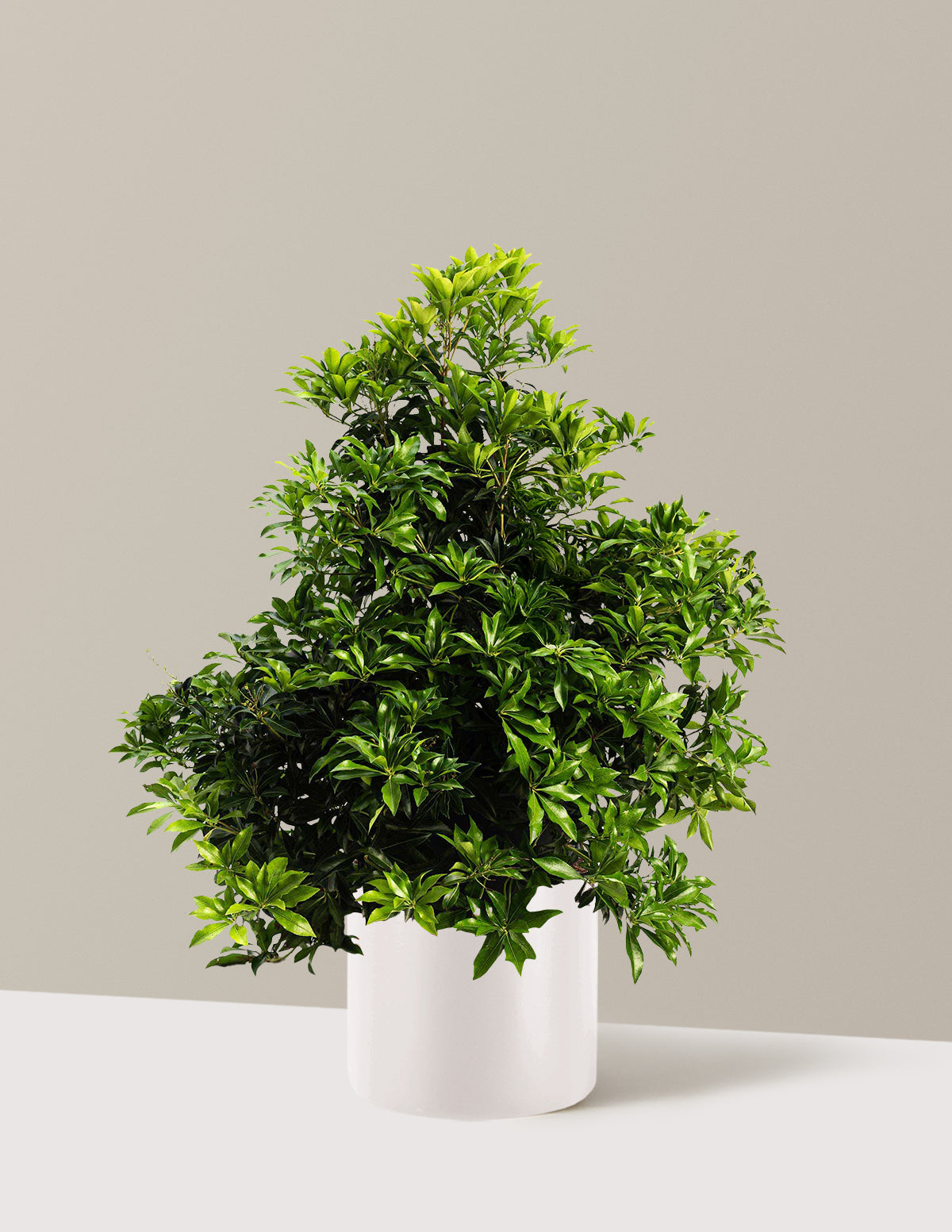 Enchanted Forest® River Run™ Pieris