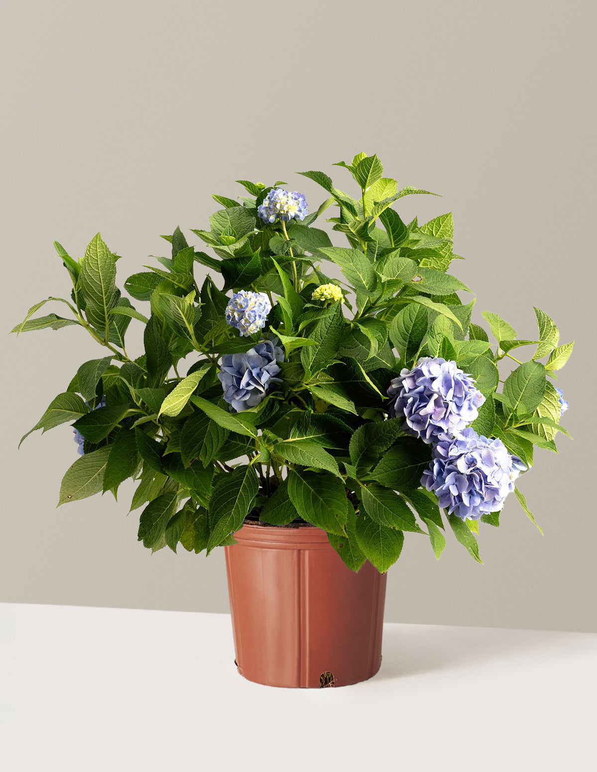 Endless Summer® Hydrangea