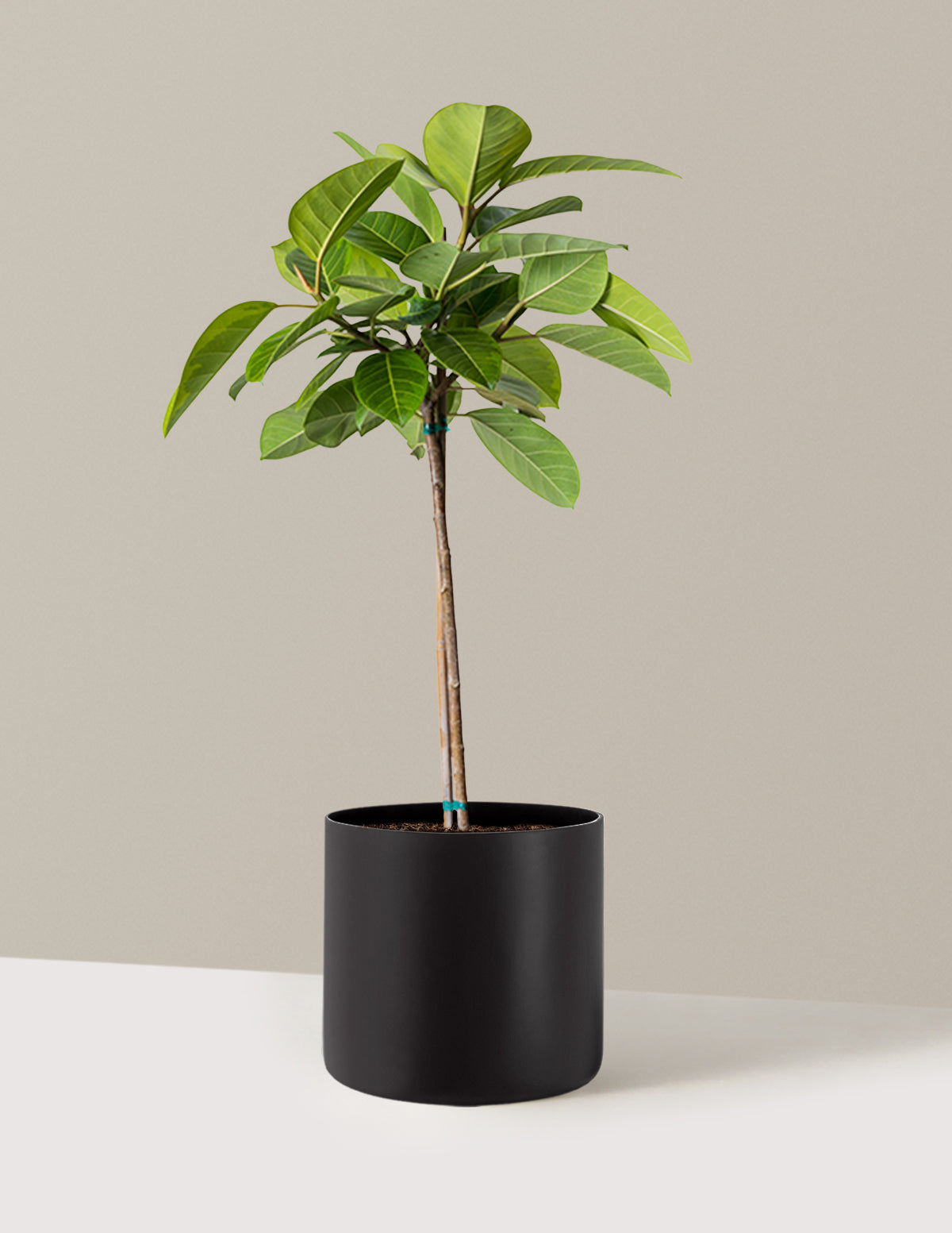 Large Ficus Altissima Tree