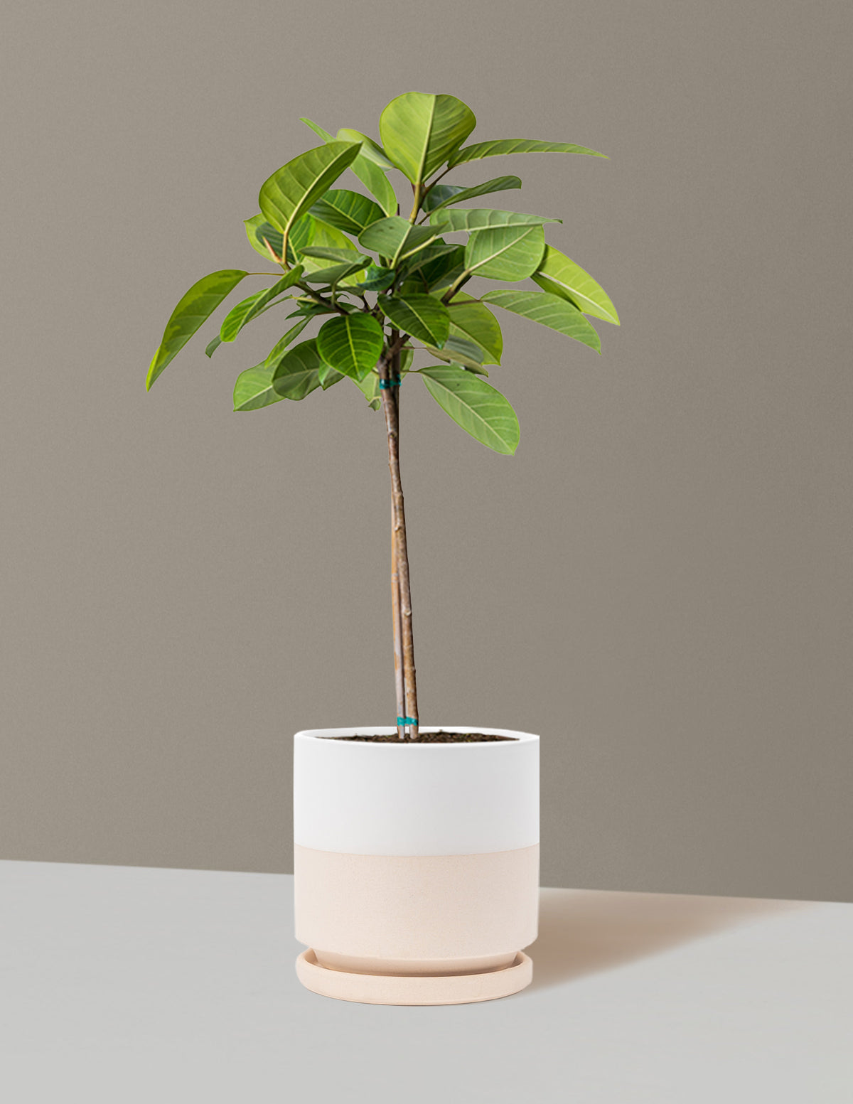 Large Ficus Altissima Tree