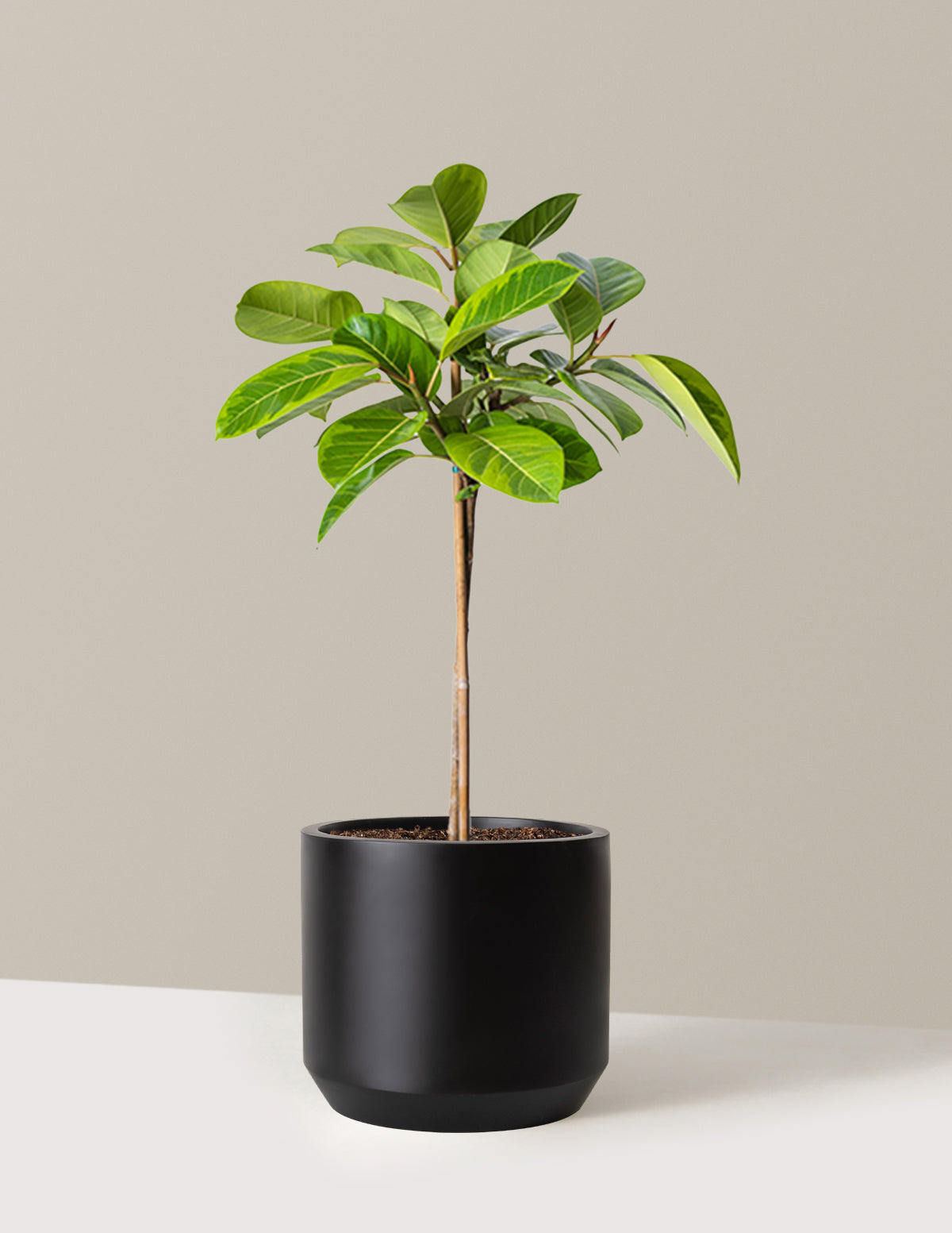 Large Ficus Altissima Tree