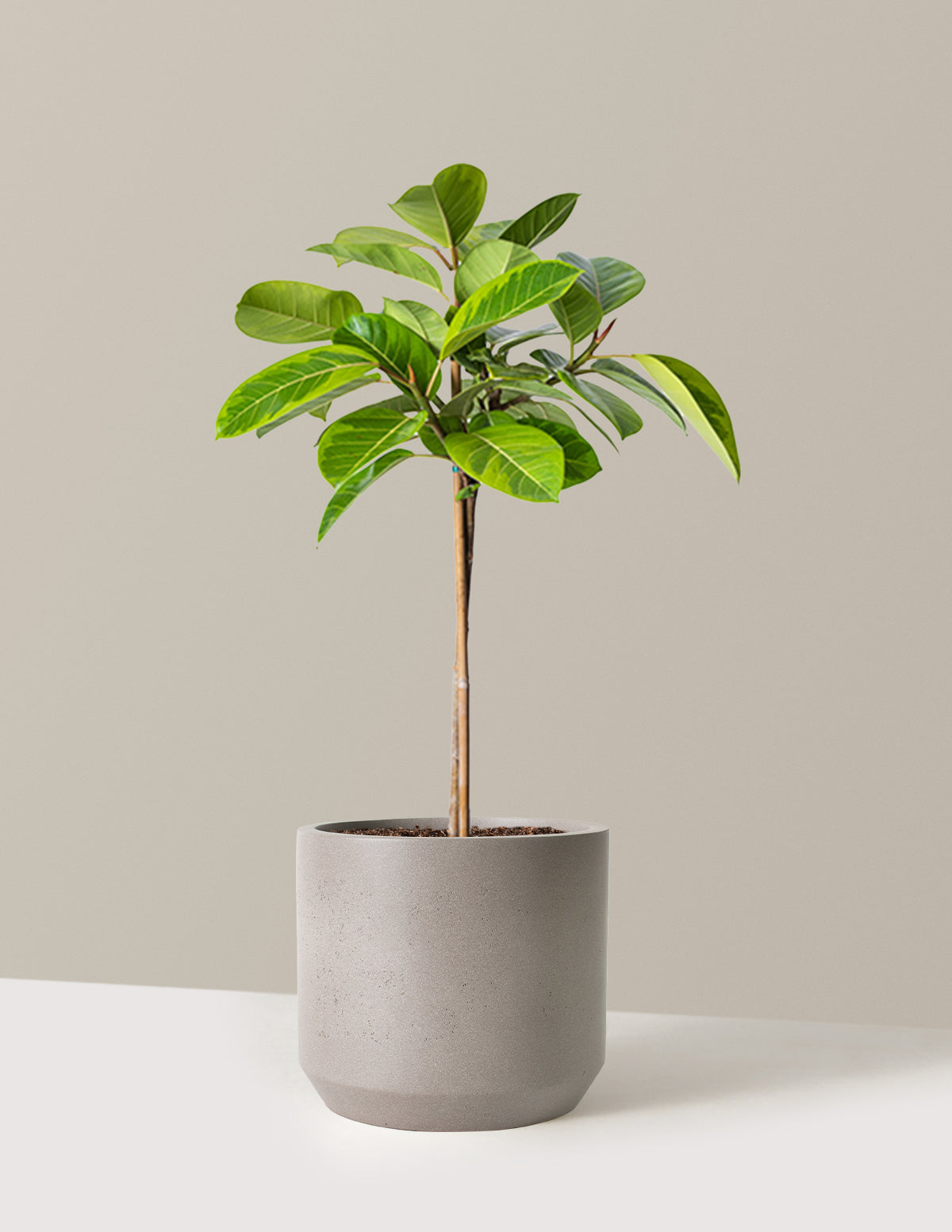 Large Ficus Altissima Tree