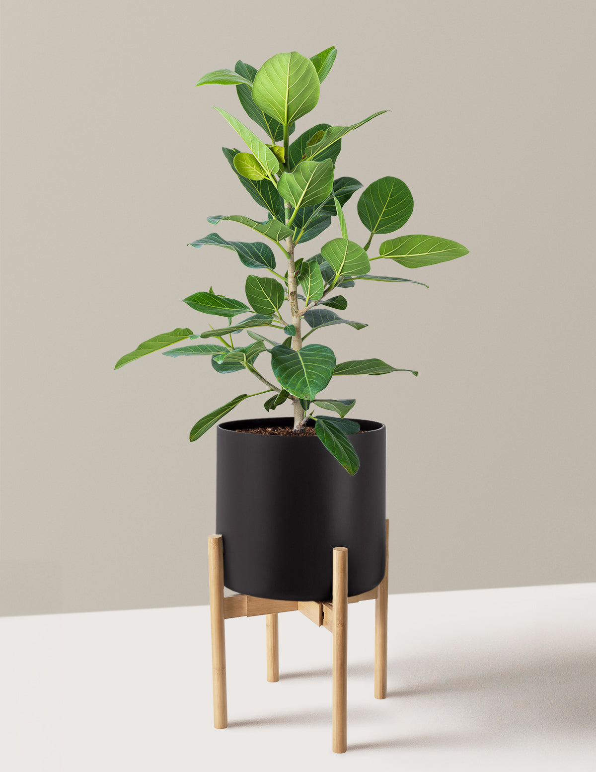 Ficus Audrey Bush