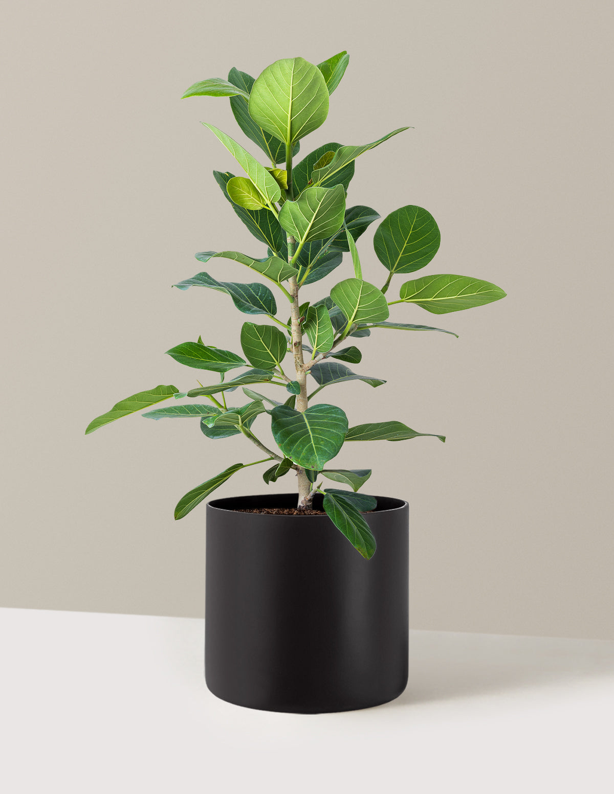 Ficus Audrey Bush