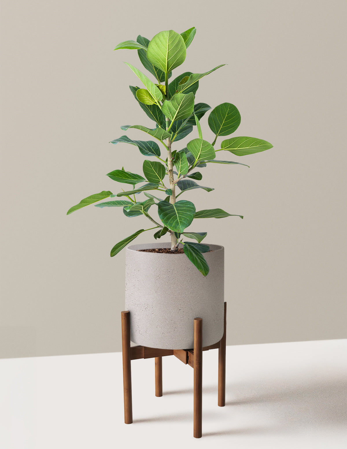 Ficus Audrey Bush