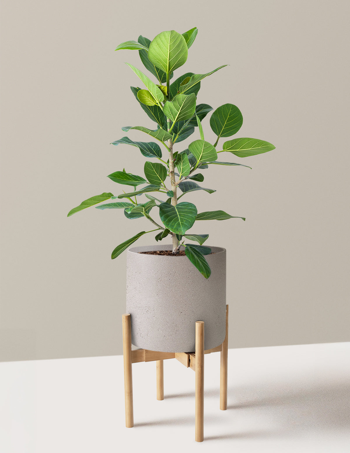 Ficus Audrey Bush