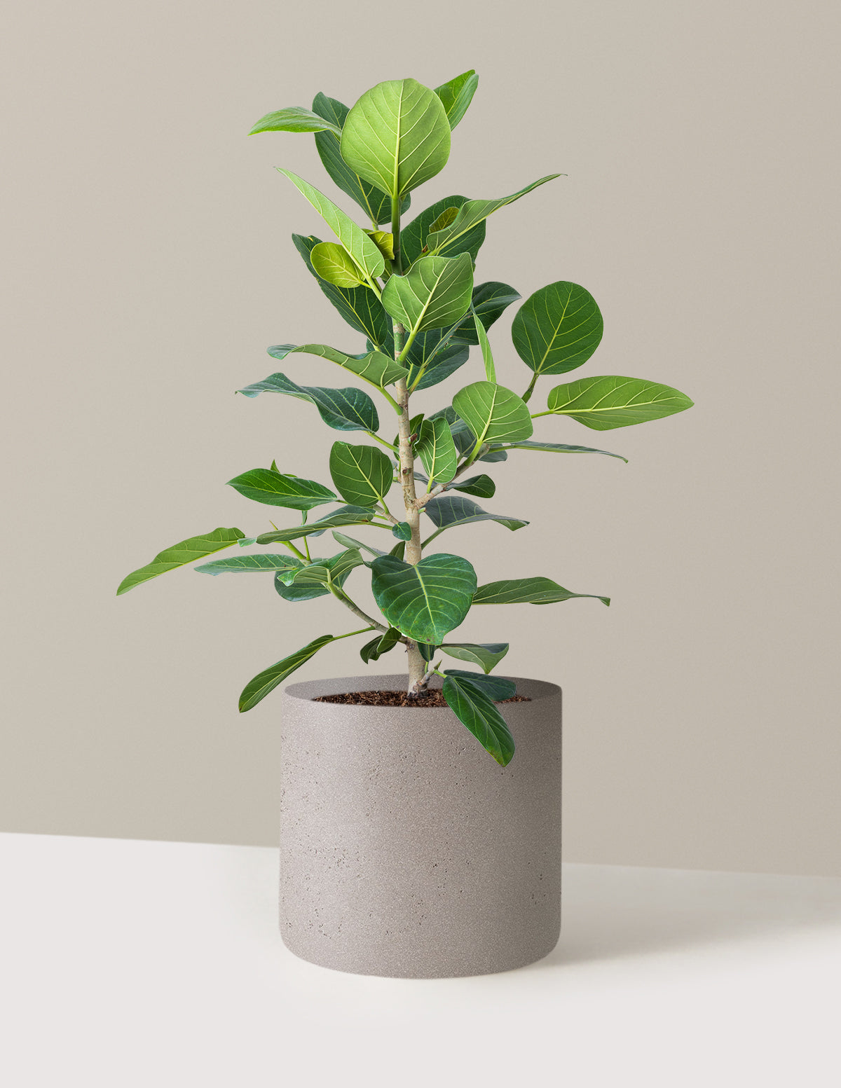Ficus Audrey Bush