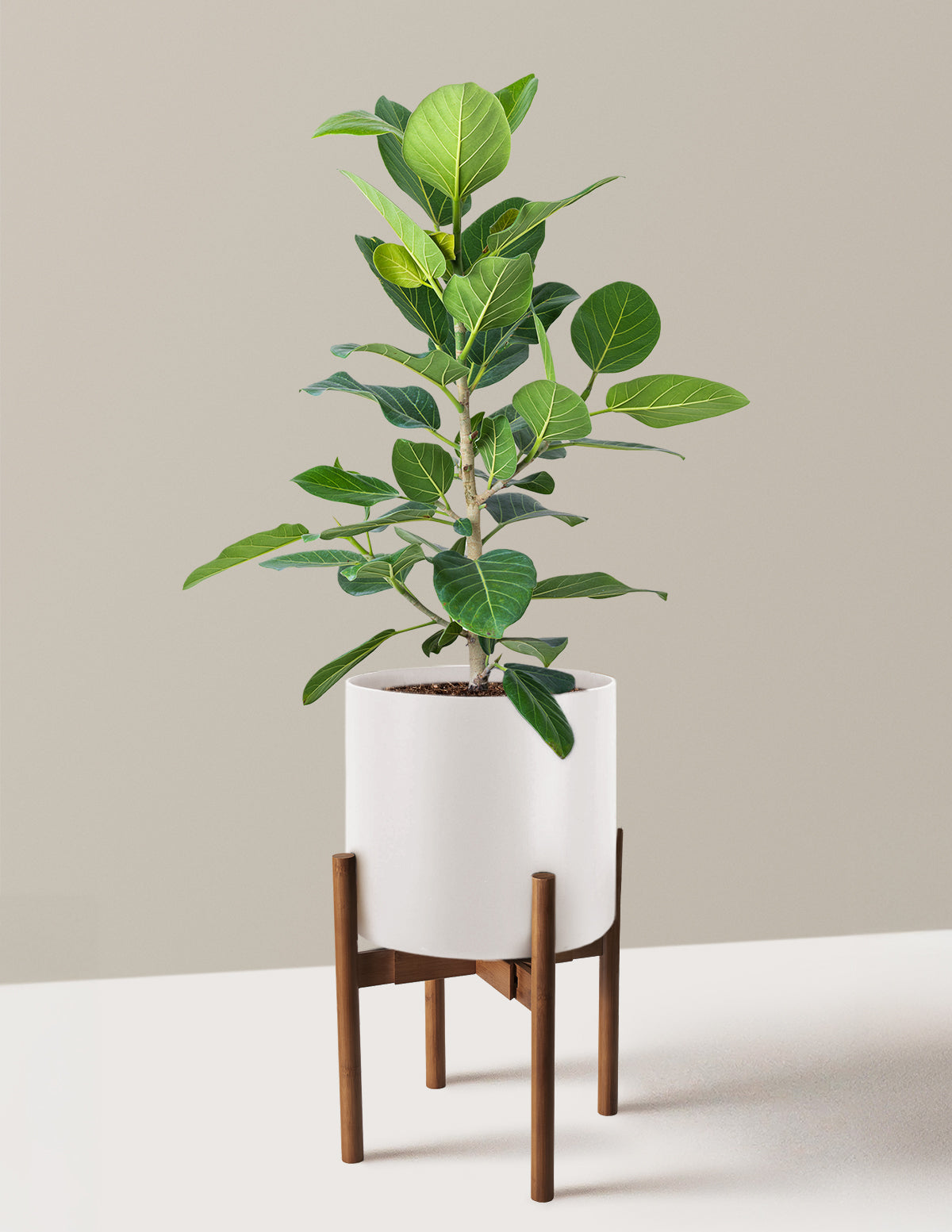 Ficus Audrey Bush
