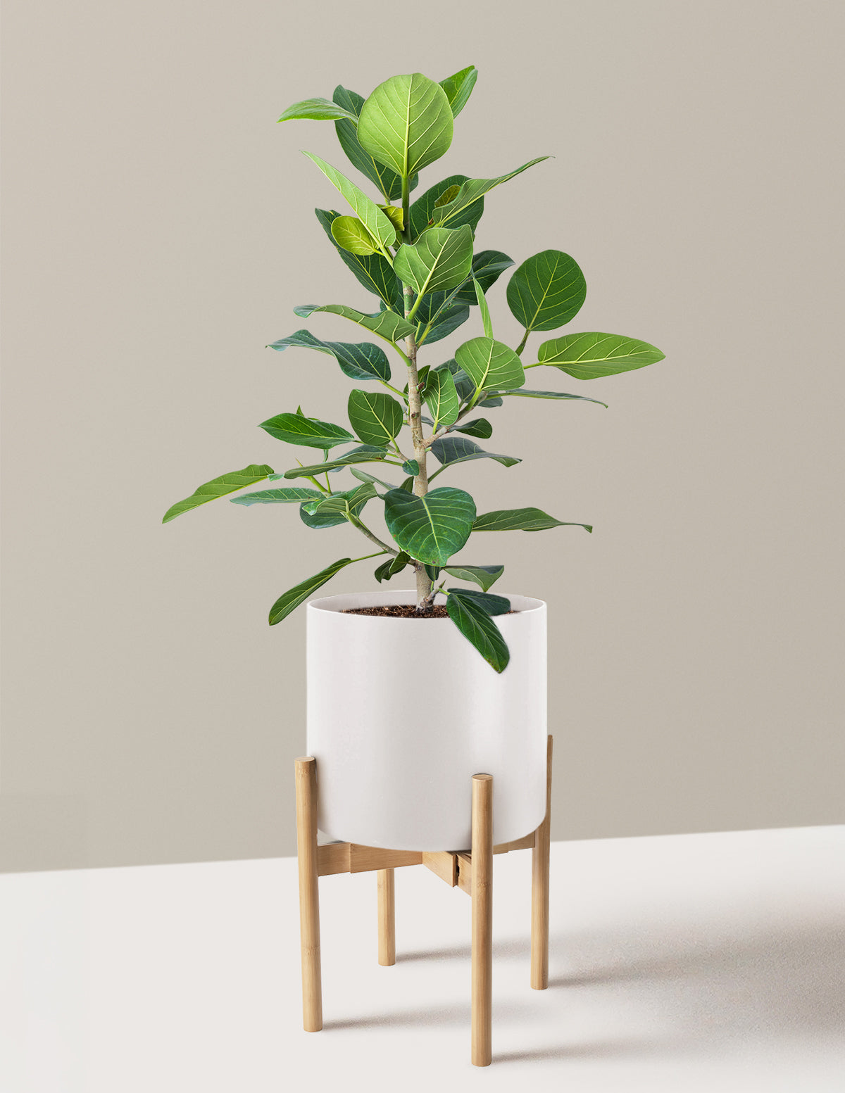 Ficus Audrey Bush