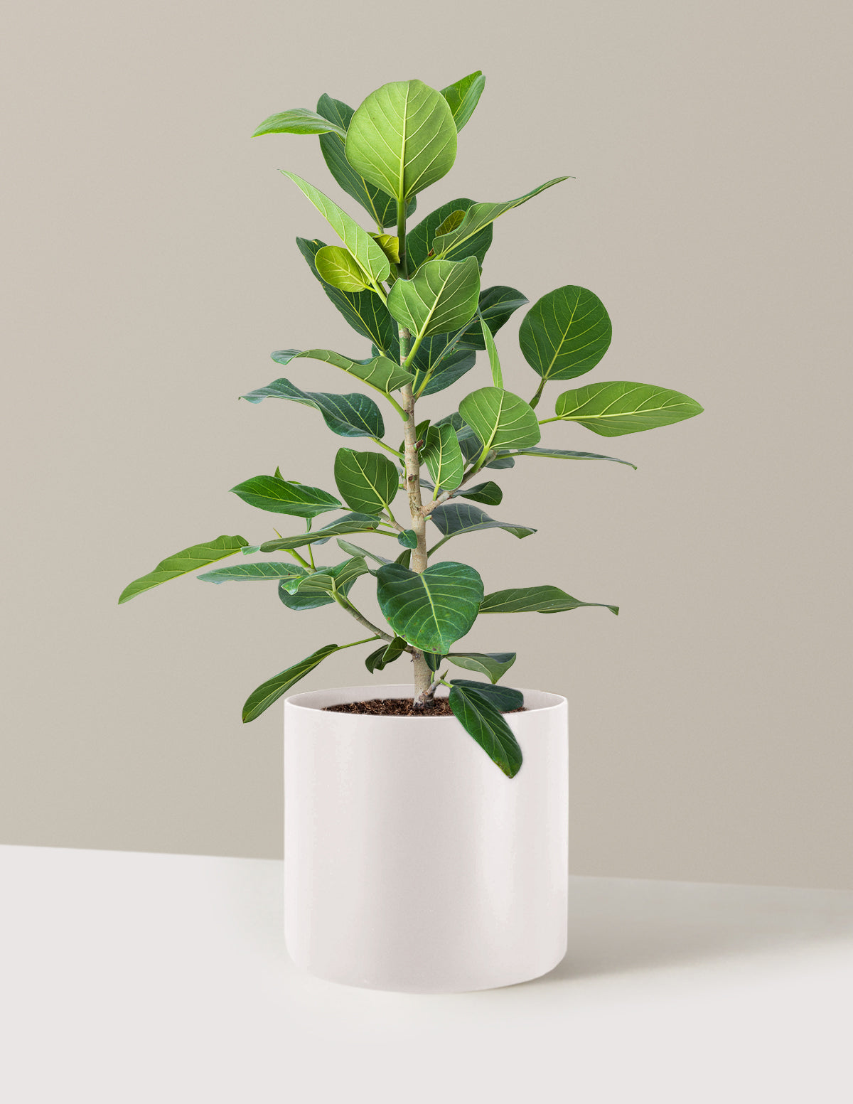 Ficus Audrey Bush