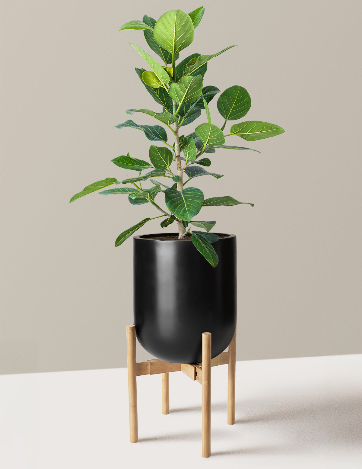 Ficus Audrey Bush