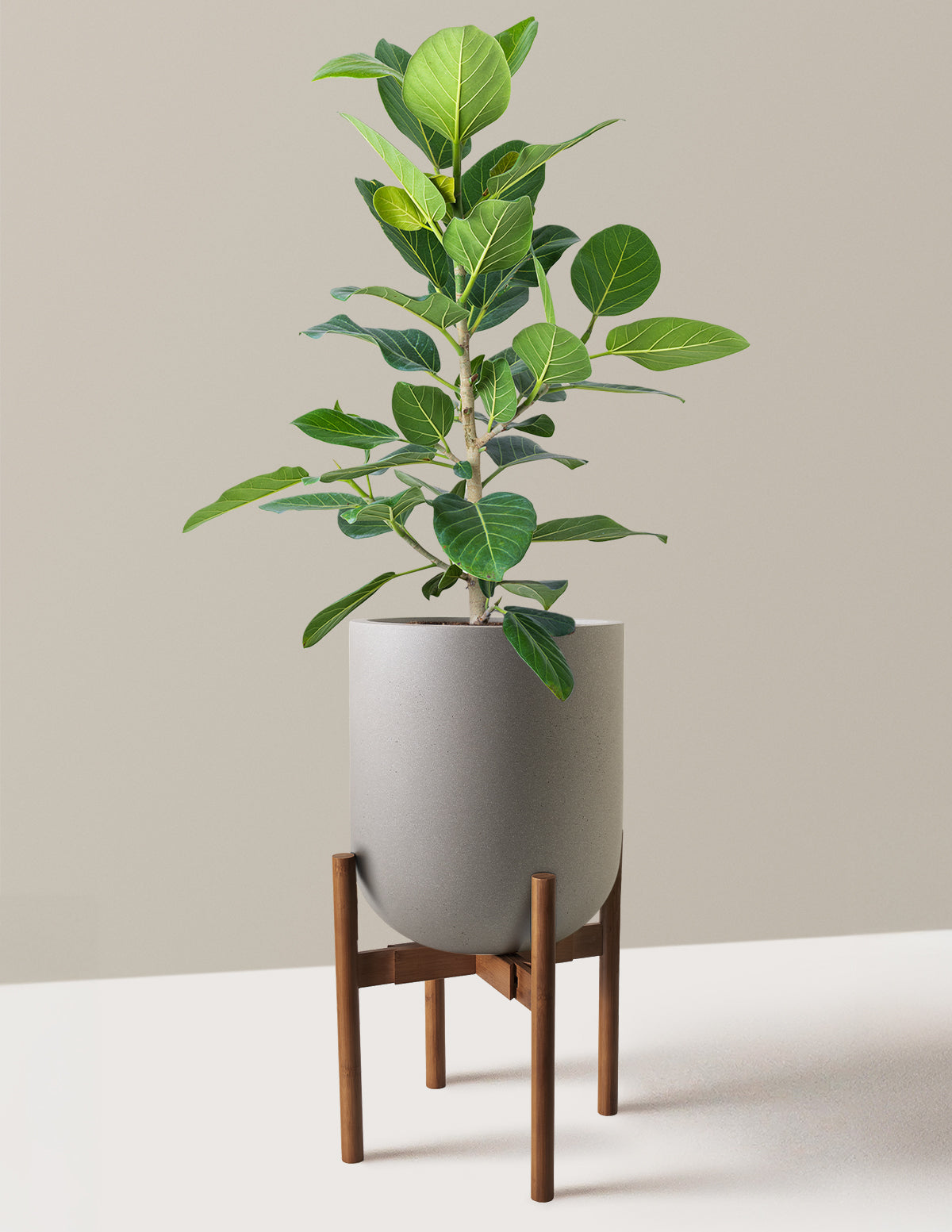 Ficus Audrey Bush