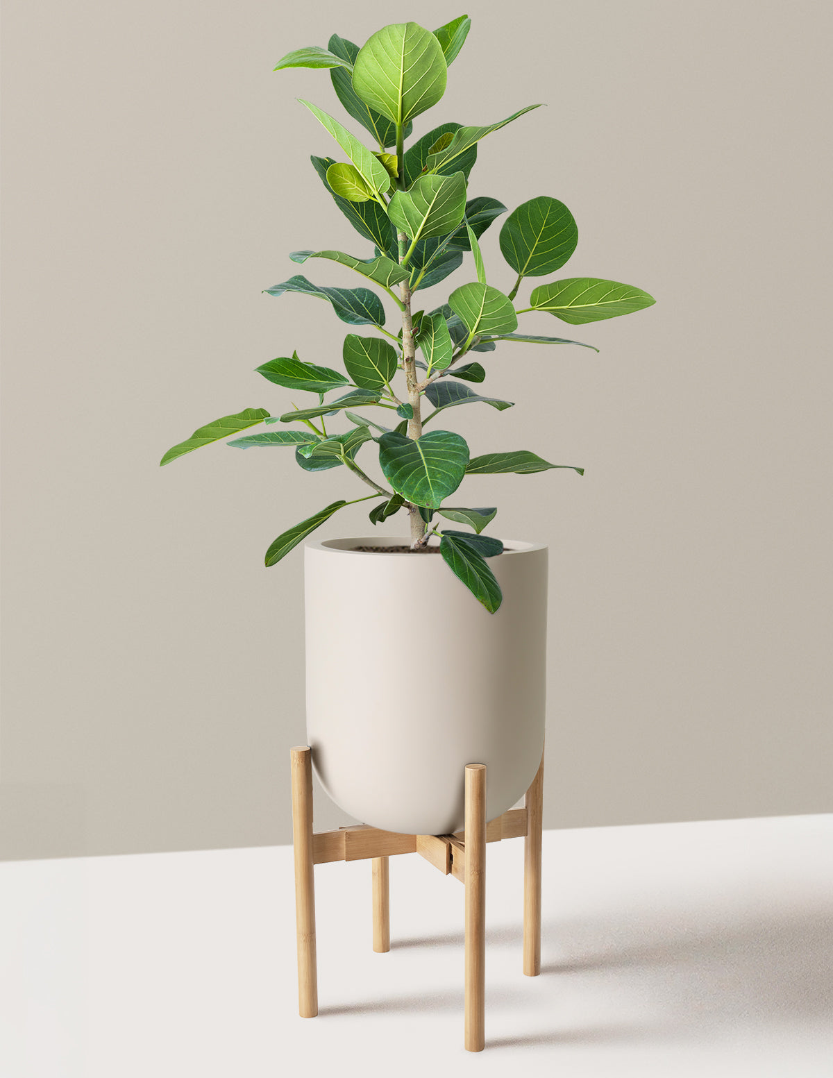 Ficus Audrey Bush