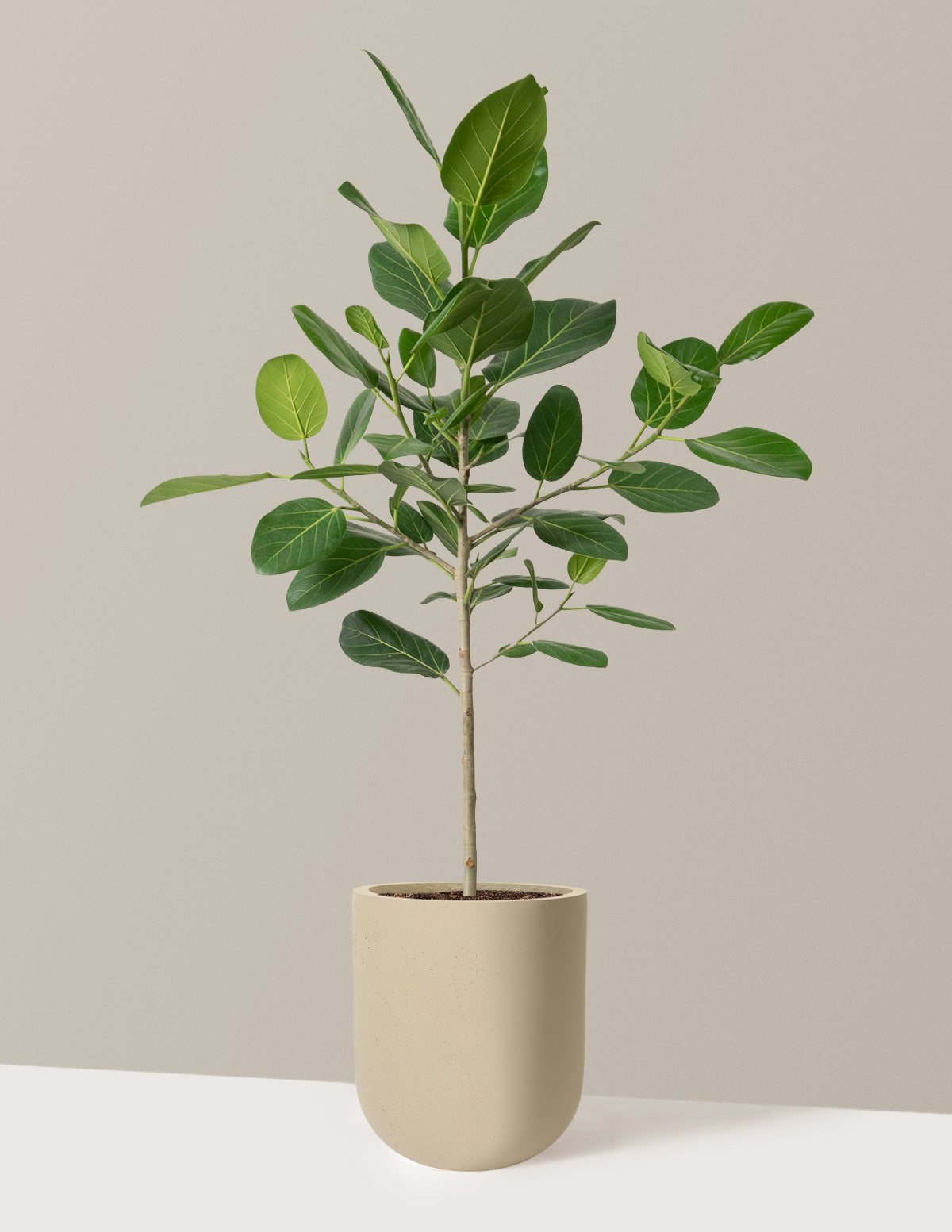 ficus plant is indoor or outdoor Ficus Audrey Tree Houseplant with Planter - Large (2'-3' tall) Bubblegum Planter