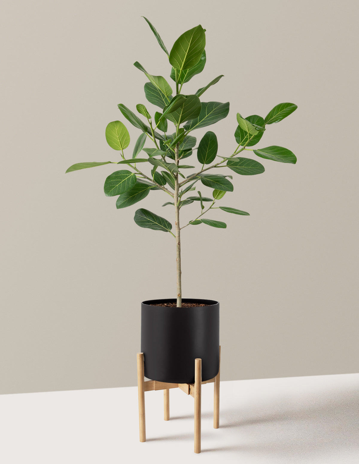 Ficus Audrey Tree