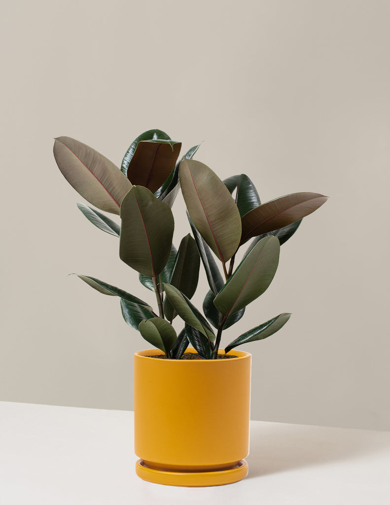 How to care for a Ficus Burgundy Rubber Plant