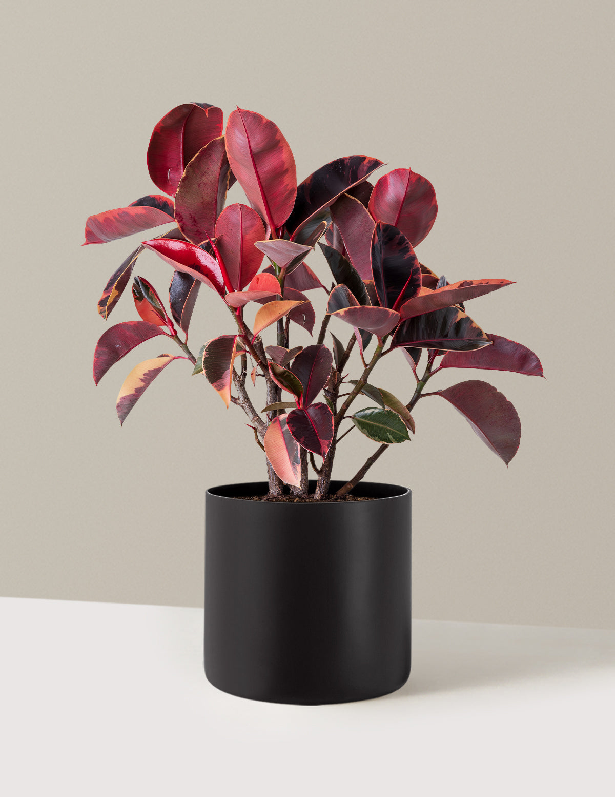 Ficus Ruby