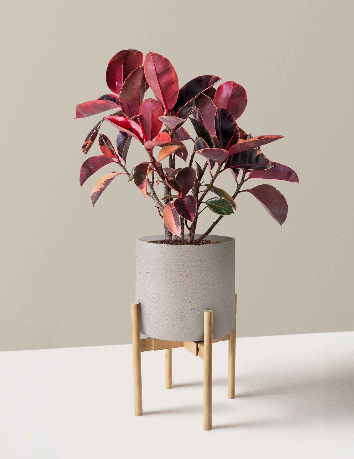 Ficus Ruby