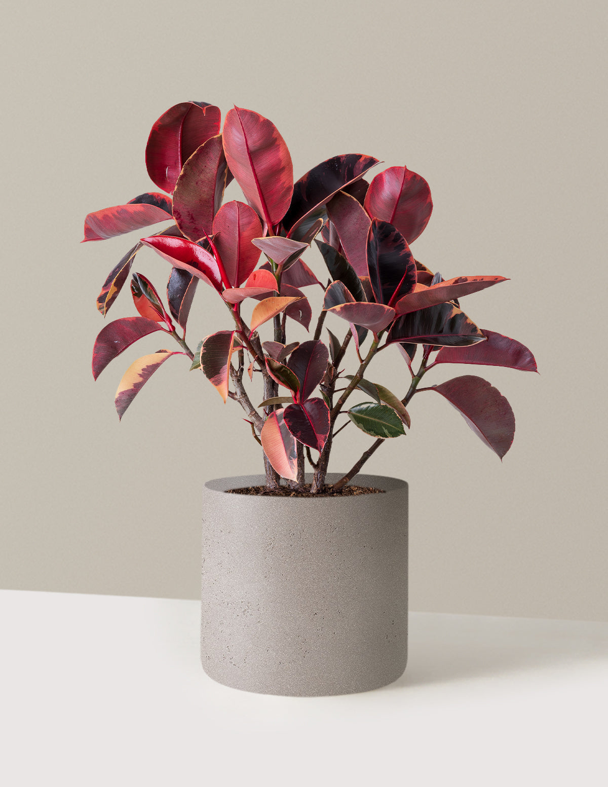 Ficus Ruby