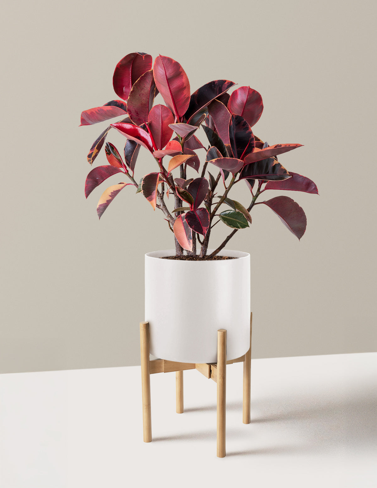 Ficus Ruby