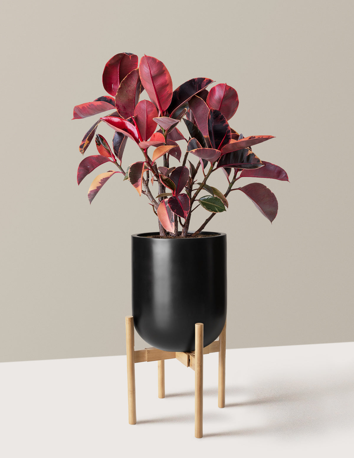 Ficus Ruby