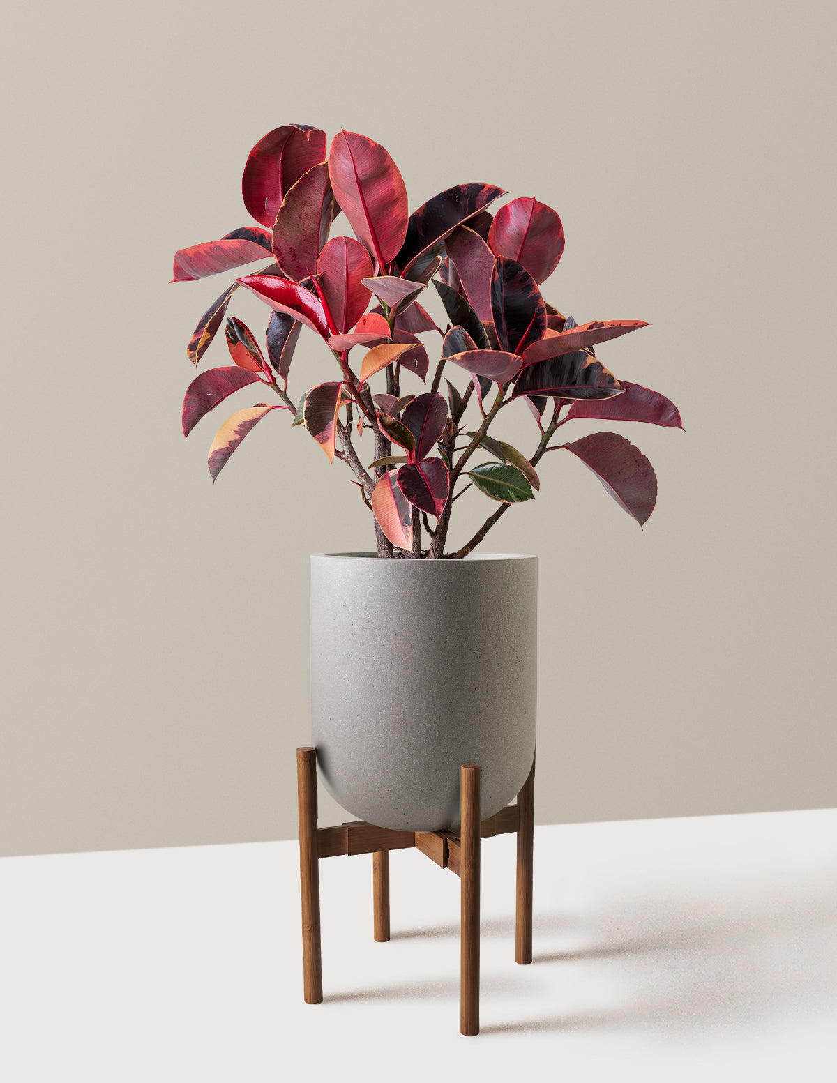 Ficus Ruby