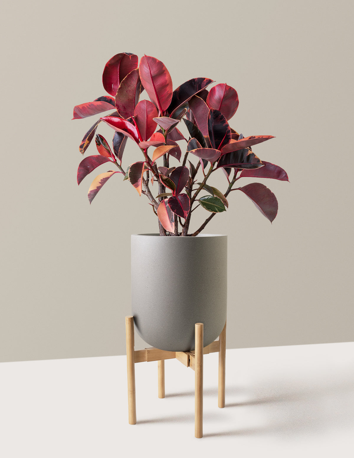 Ficus Ruby