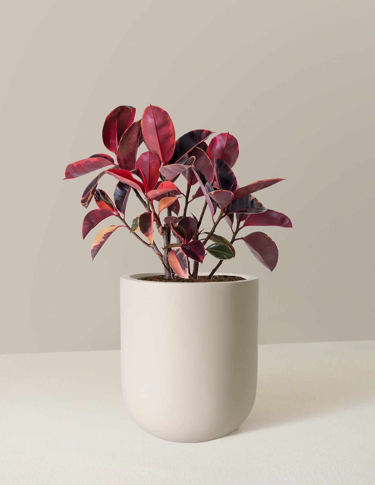 Ficus Ruby