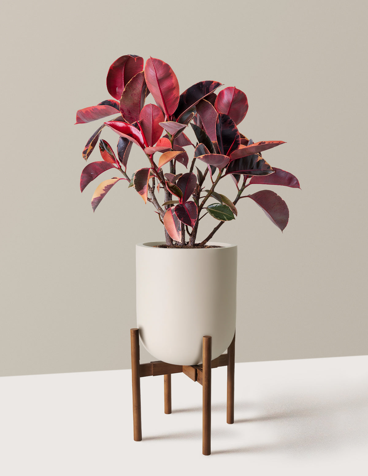 Ficus Ruby