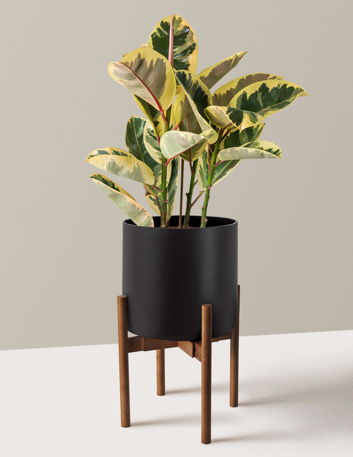 Ficus Tineke