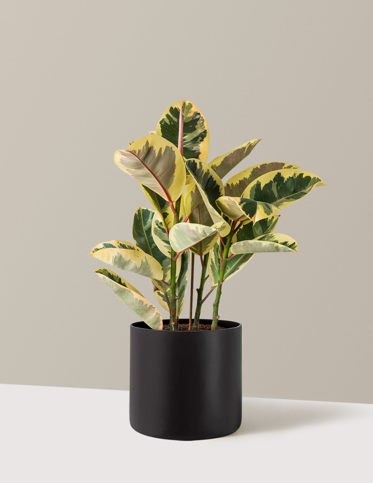 Ficus Tineke